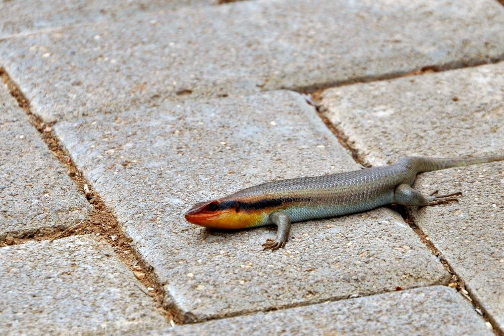 2011-11-09_16-50-04.jpg - Otjiwarongo - Die Frans Indongo Lodge (Salamander?)