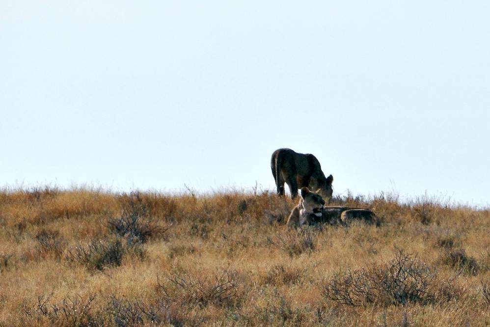 2011-11-10_16-54-56.jpg - Etosha-Nationalpark (Die Löwinnen lagerten ziemlich weit entfernt.)