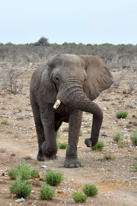 2011-11-10_18-35-26.jpg - Etosha-Nationalpark (Zorniger Elefant - Unser Bus stand nahe der Stelle, wo er die Straße kreuzen wollte.)