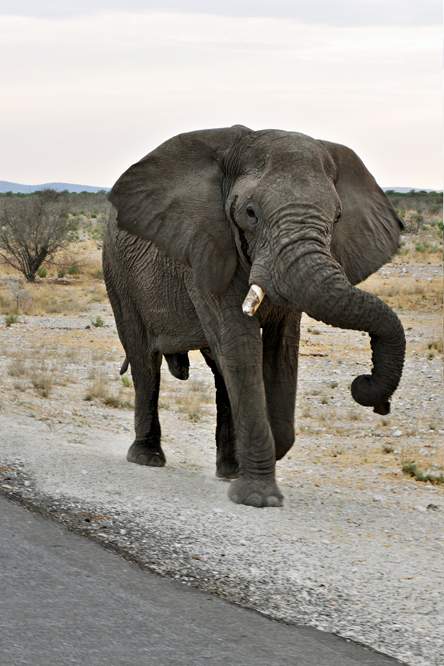 2011-11-10_18-36-50.jpg - Etosha-Nationalpark (Zorniger Elefant - Während unser Fahrer den Bus rückwärts fuhr, verfolgte er uns.)