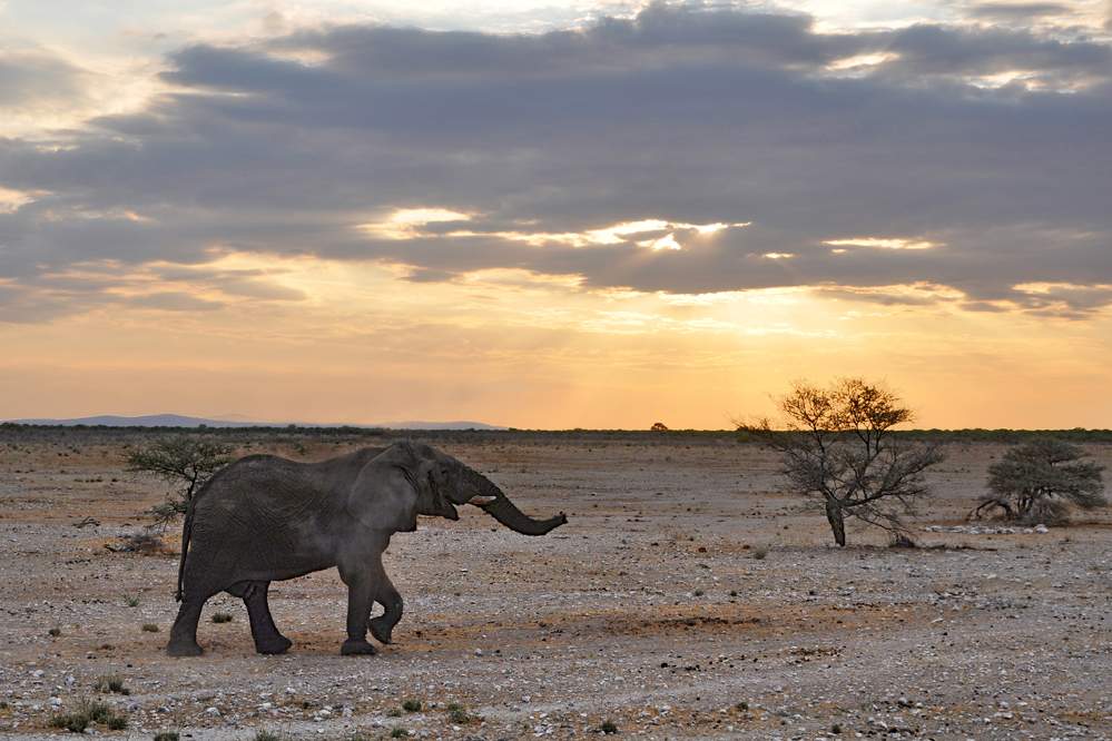 2011-11-10_18-37-16.jpg - Etosha-Nationalpark (Zorniger Elefant - Endlich gesiegt!)