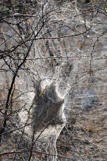2011-11-11_08-05-48.jpg - Etosha-Nationalpark (Nest, gesponnen von vielen winzigen Spinnnen)