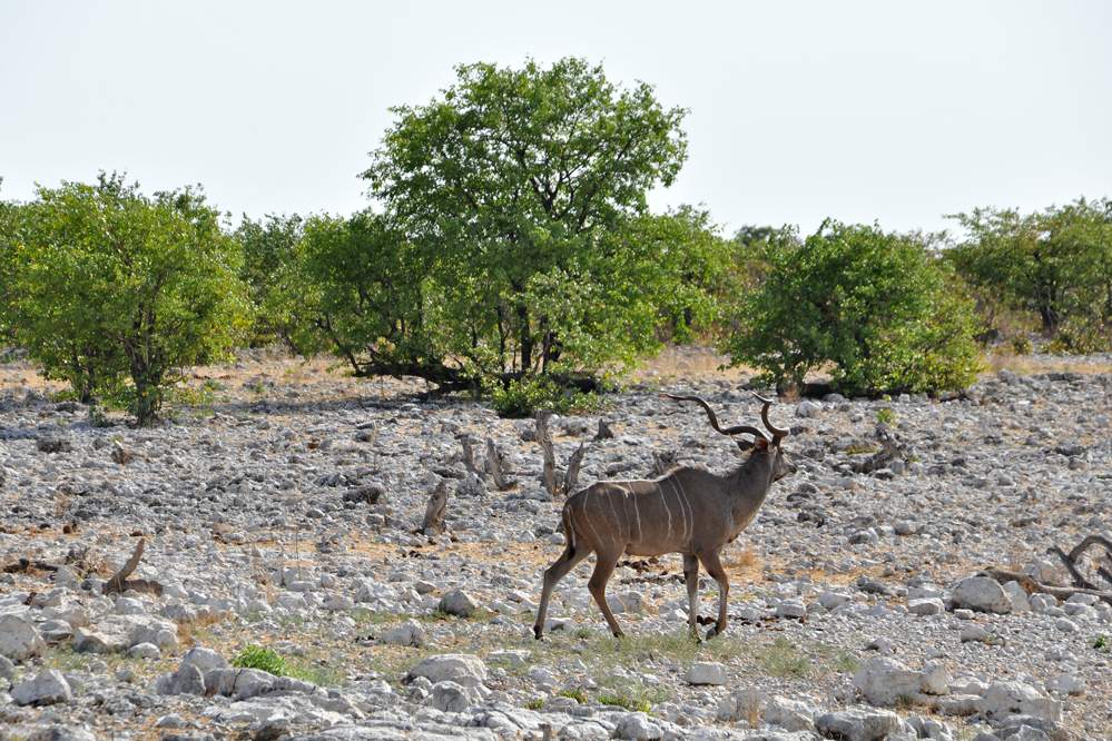 2011-11-11_08-54-14.jpg - Etosha-Nationalpark (Kudu)