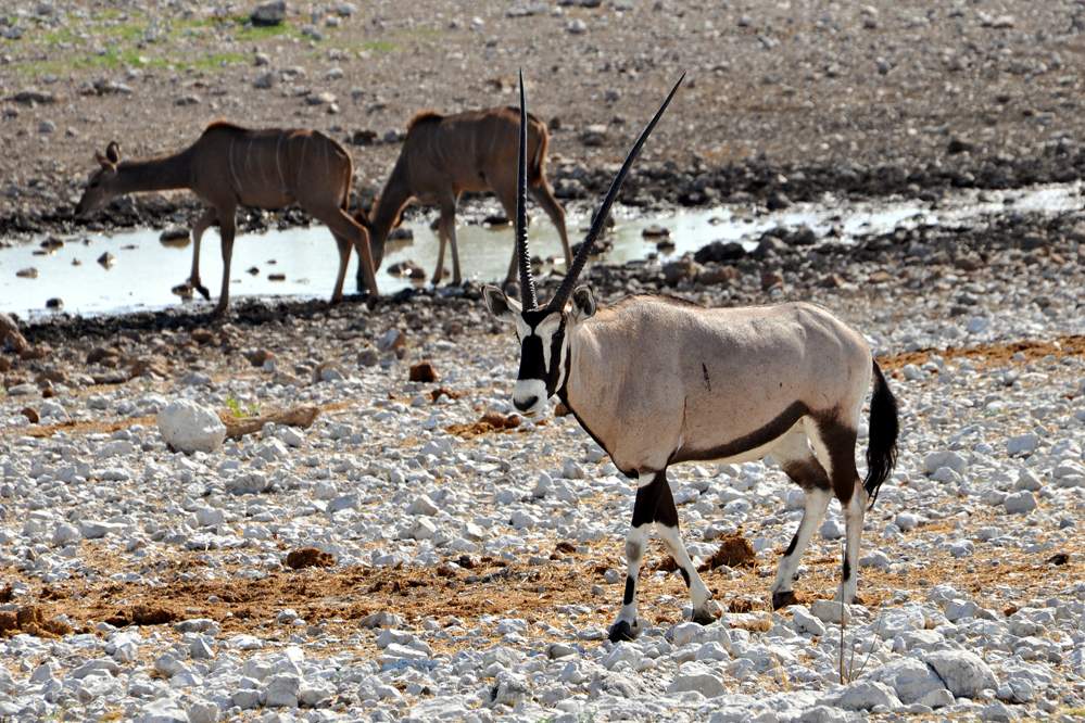 2011-11-11_09-05-10.jpg - Etosha-Nationalpark (Oryx)