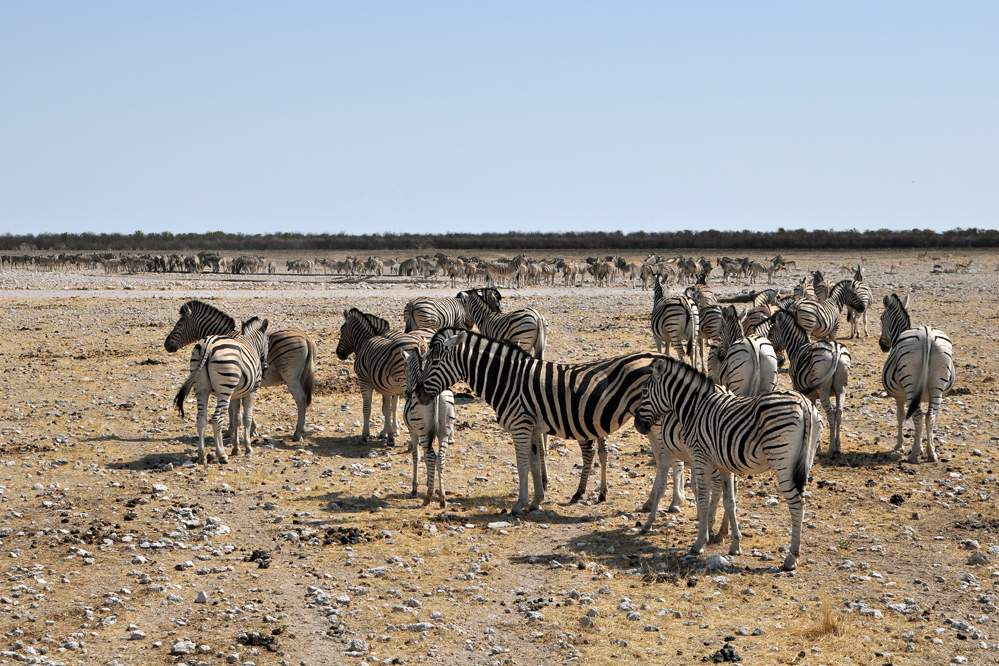 2011-11-11_09-52-36.jpg - Etosha-Nationalpark (Steppenzebras)