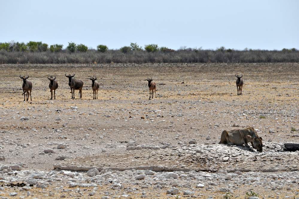 2011-11-11_10-08-12.jpg - Etosha-Nationalpark (Beobachten der Löwin mit geringer Fluchtdistanz)