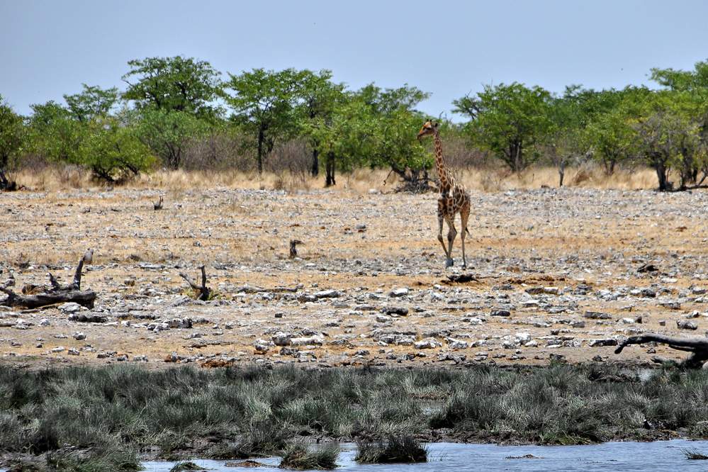 2011-11-11_12-10-36.jpg - Etosha-Nationalpark - Wasserstelle Rietfontein (Eine extrem vorsichtige Giraffe)