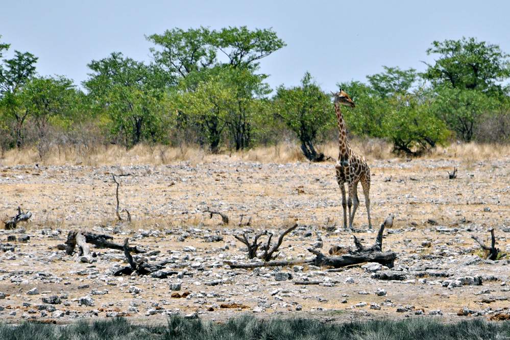 2011-11-11_12-11-04.jpg - Etosha-Nationalpark - Wasserstelle Rietfontein (Eine extrem vorsichtige Giraffe)