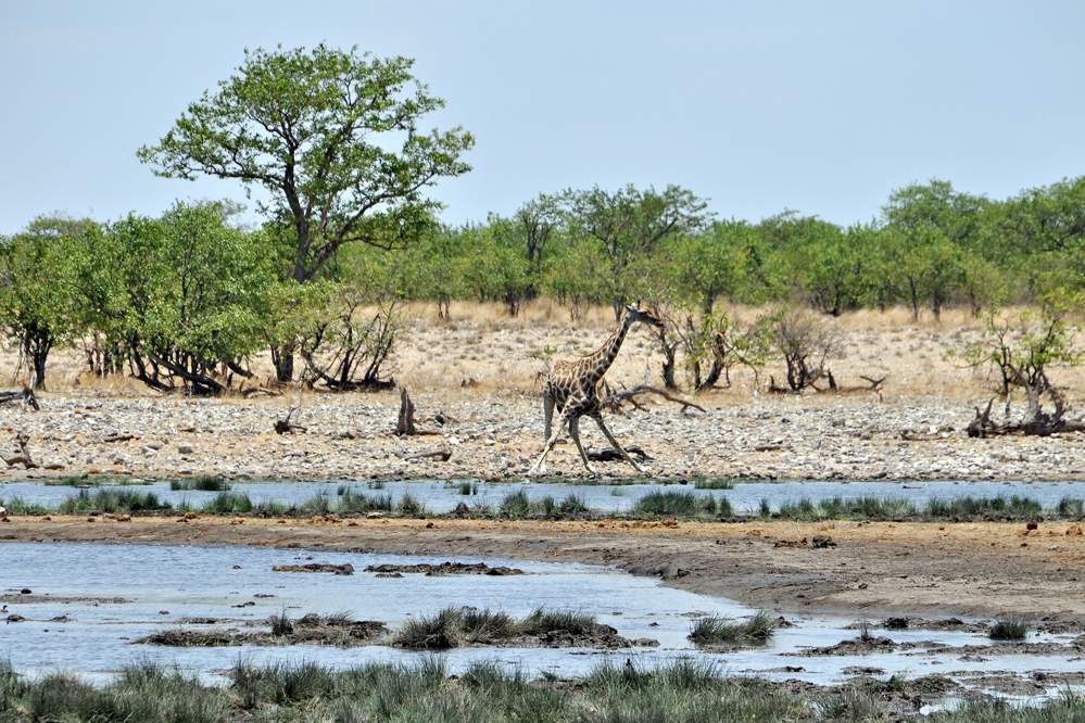 2011-11-11_12-26-36.jpg - Etosha-Nationalpark - Wasserstelle Rietfontein (Die Stellung der Giraffenbeine beim Trinken ist für eine Flucht sehr ungünstig.)