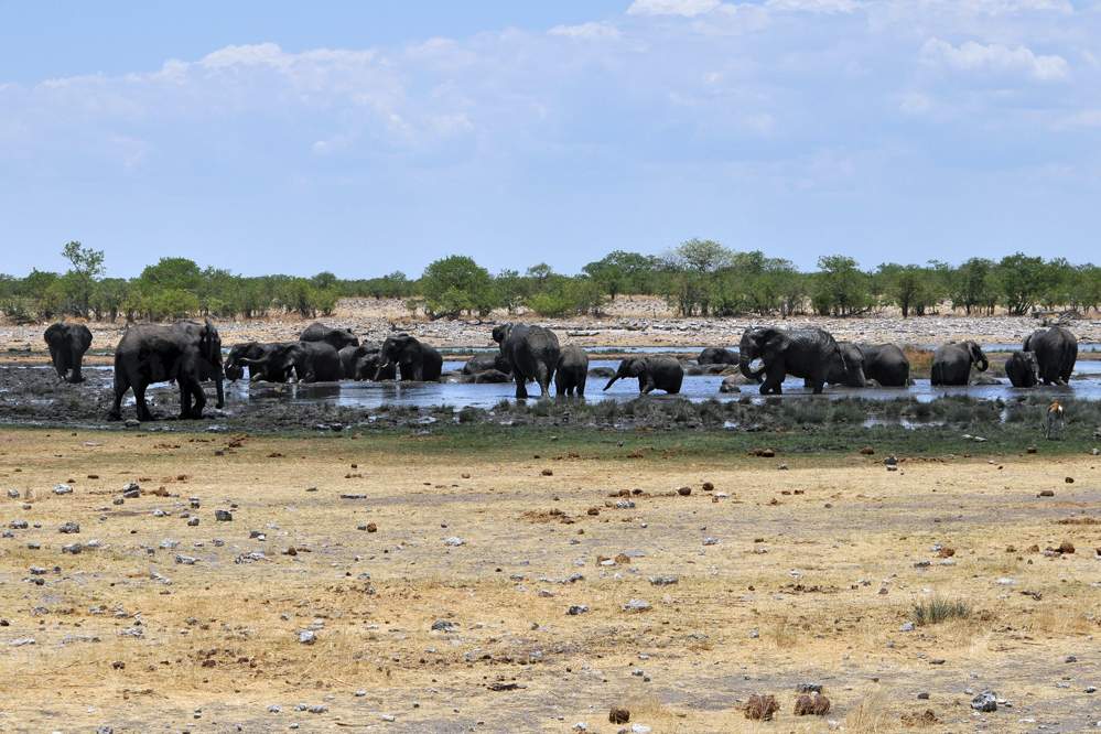 2011-11-11_12-36-32.jpg - Etosha-Nationalpark - Wasserstelle Rietfontein