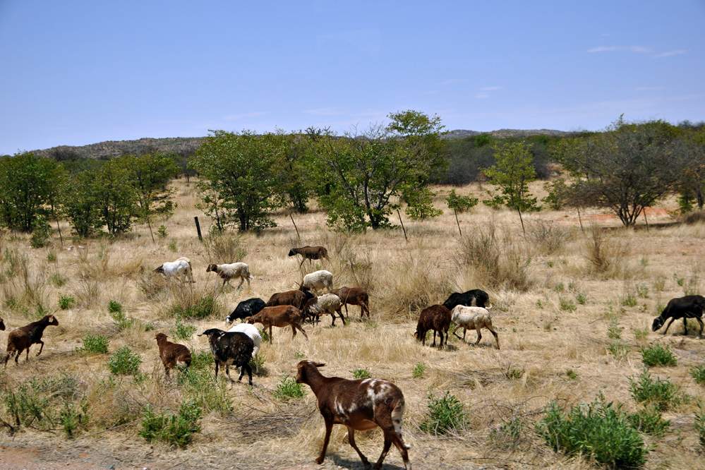 2011-11-12_13-40-02.jpg - Fahrt in das Kaokoland zum Volk der Himba (Fettschwanzschafe)