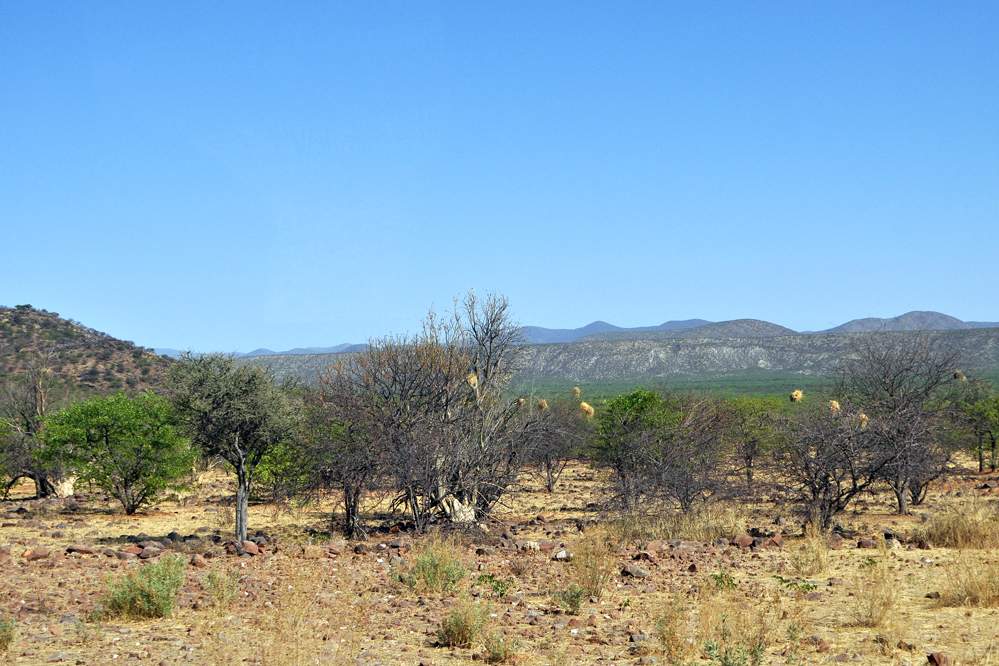 2011-11-13_09-15-50.jpg - Opuwo (Fahrt zu  einem Dorf der Himba)