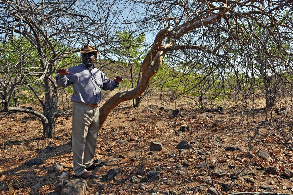 2011-11-13_09-28-10.jpg - Am Rande des Dorfes der Himba (Unser lokaler Führer erklärt die Verwendung des Mopane-Baumes durch die Himba.)