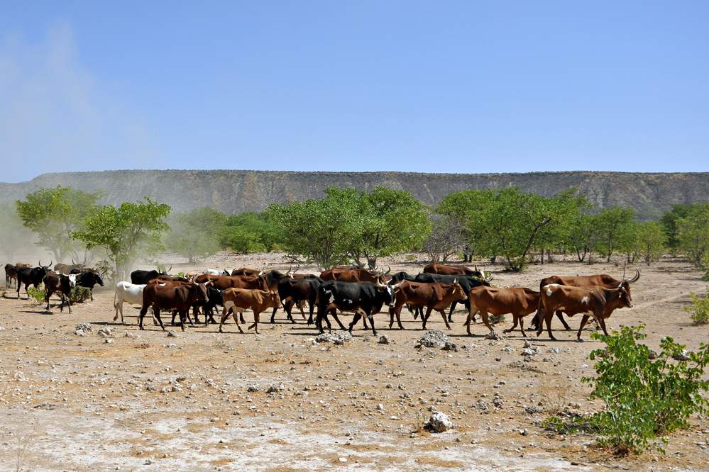 2011-11-13_10-11-10.jpg - Opuwo - Fahrt zu  einem Dorf der Himba (Die Rinder haben hier sehr lange Hörner, um sich gegen wilde Tiere wehren zu können. Die Himba nutzen diese Hörner auch. Die Farmer dagegen brennen schon den Kälbern die Stellen weg, an denen die Hörner wachsen werden; dann können sich die Tiere nicht gegenseitig verletzen.)