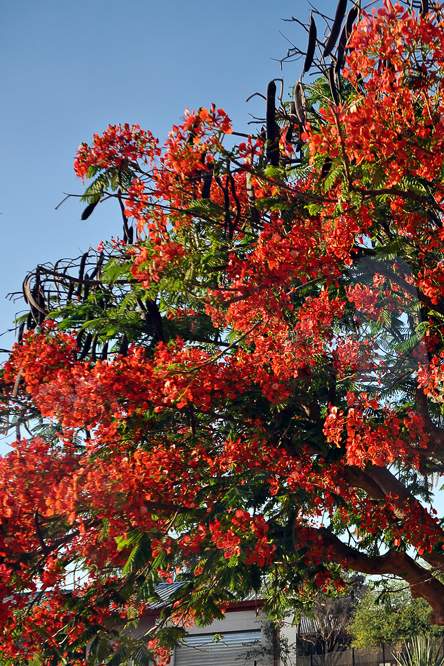 2011-11-14_07-34-08.jpg - Opuwo (Der Flamboye-Baum)