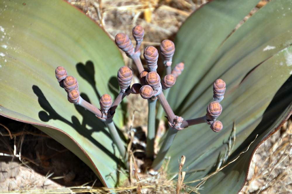 2011-11-14_15-13-58.jpg - Welwitschia (Eine 2-blättrige endemische Pflanze, die  offenbar bis 2000 Jahre alt werden kann (nach der Radiokarbonmethode geschätzt).)