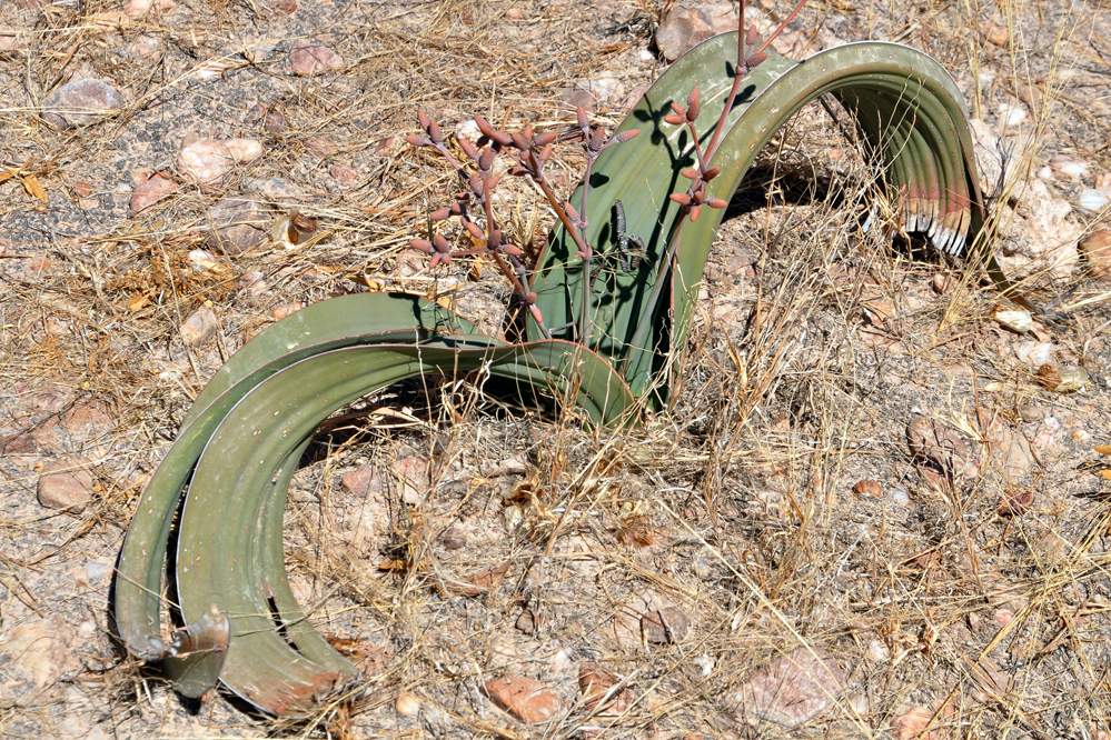 2011-11-14_15-14-42.jpg - Welwitschia (Eine 2-blättrige endemische Pflanze, die  offenbar bis 2000 Jahre alt werden kann (nach der Radiokarbonmethode geschätzt).)