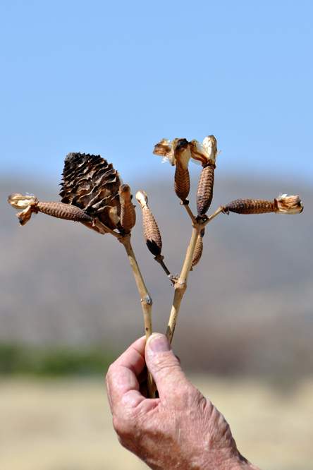 2011-11-14_15-22-04.jpg - Weiterfahrt zum "Versteinerten Wald" (Noch einmal Welwitschia)