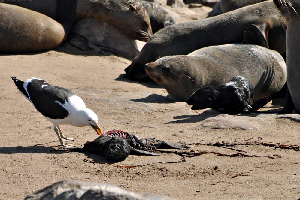 2011-11-15_16-41-28.jpg - Weiterreise nach Swakopmund (Robbenkolonie am Cape Cross; junge Robben sind stark gefährdet, wen sie das Muttertier nicht wiederfinden.)