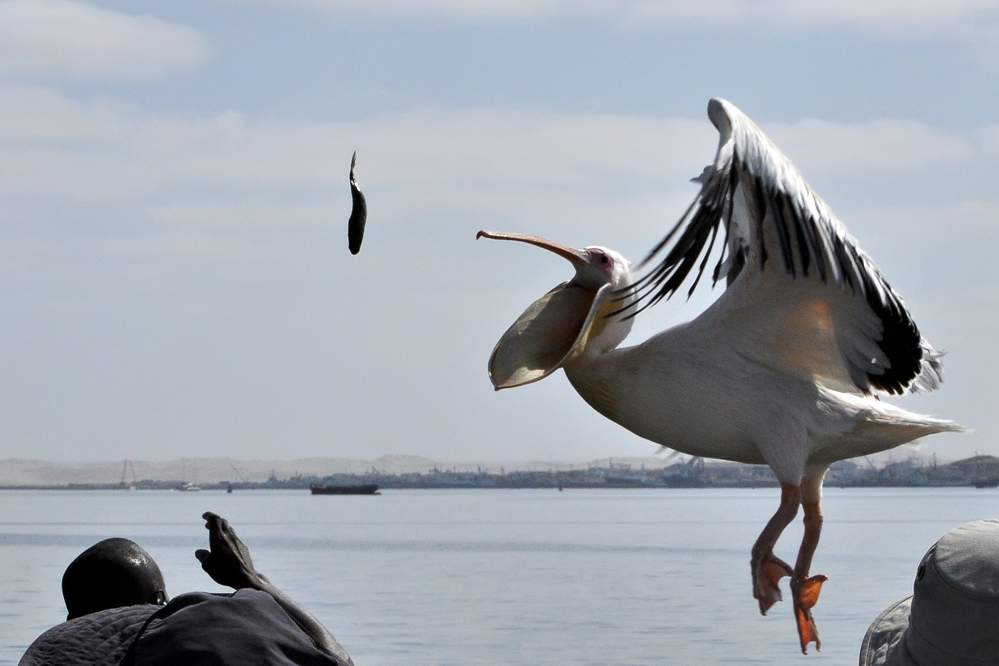 2011-11-16_09-26-16.jpg - Katamaran-Ausflug in Walvis Bay (Pelikane sind unbeholfen aussehende Tiere aber exzellente Flieger.)