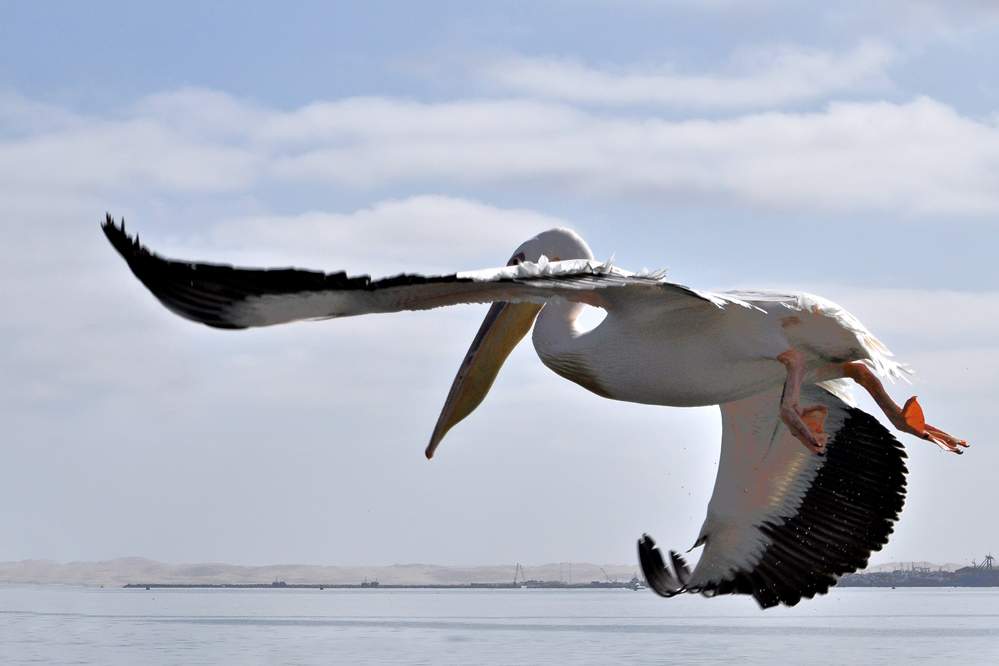 2011-11-16_09-26-24.jpg - Katamaran-Ausflug in Walvis Bay (Pelikane sind unbeholfen aussehende Tiere aber exzellente Flieger.)
