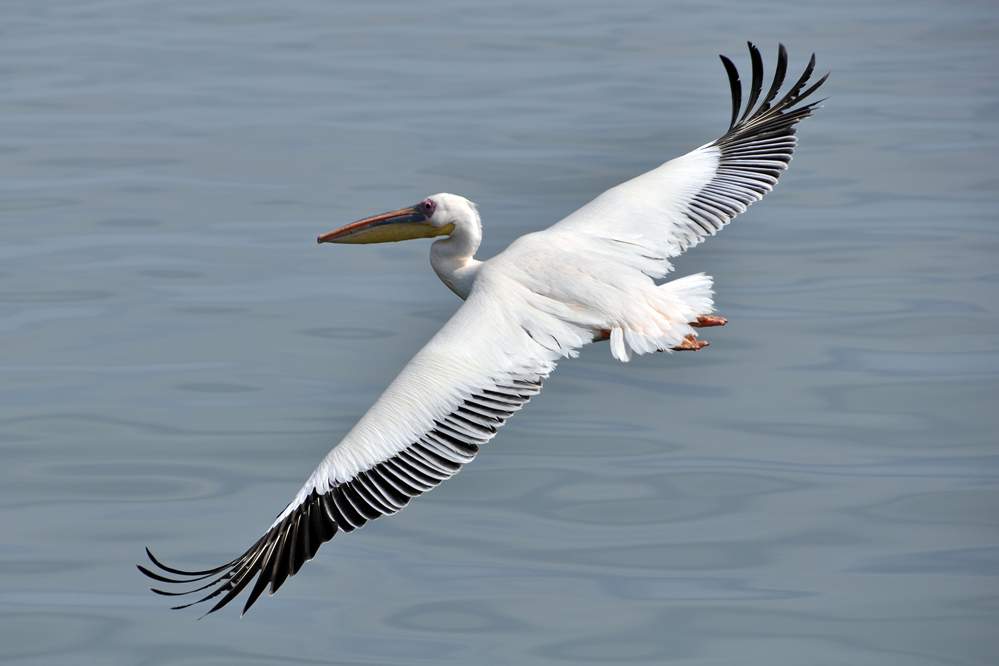 2011-11-16_09-27-46.jpg - Katamaran-Ausflug in Walvis Bay (Pelikane sind unbeholfen aussehende Tiere aber exzellente Flieger.)