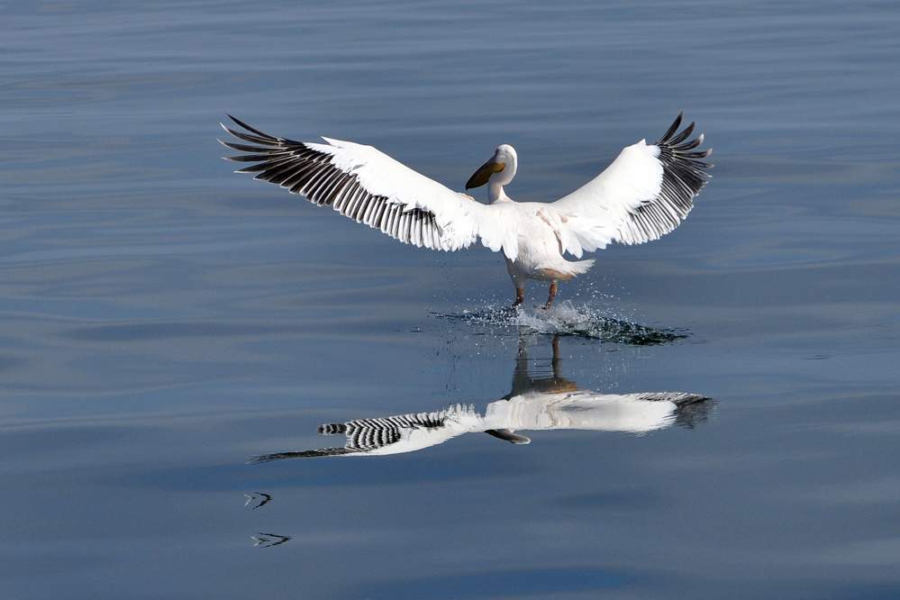 2011-11-16_09-41-44.jpg - Katamaran-Ausflug in Walvis Bay (Pelikane sind unbeholfen aussehende Tiere aber exzellente Flieger.)