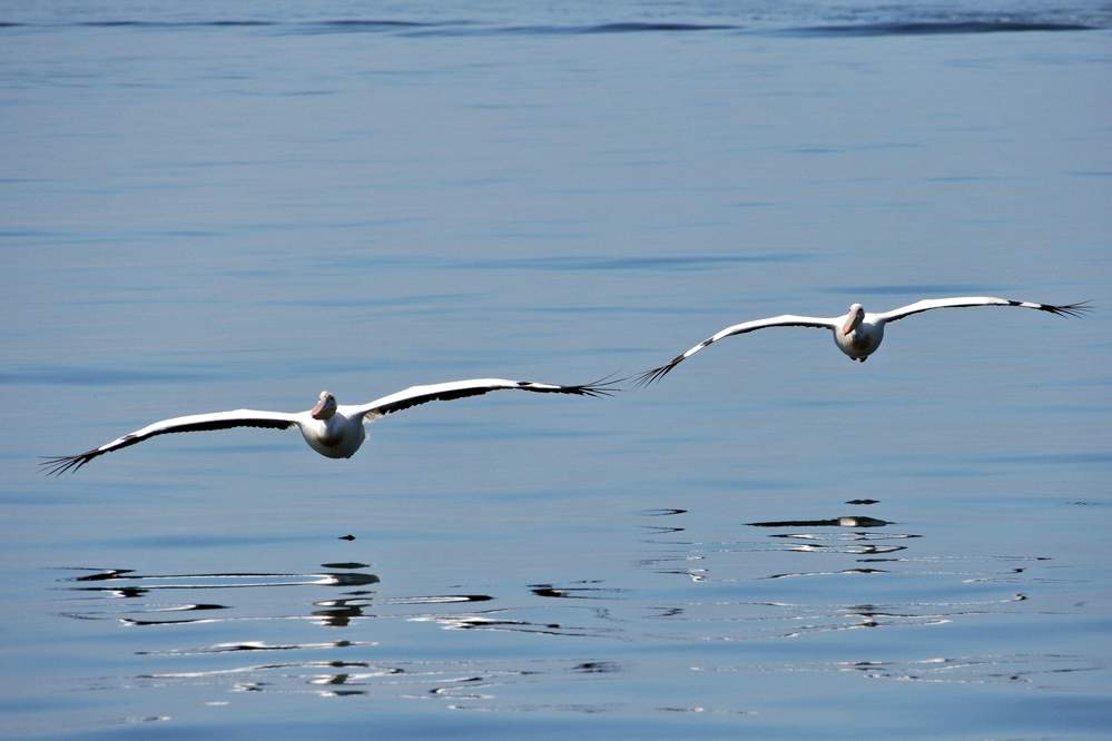 2011-11-16_10-21-38.jpg - Katamaran-Ausflug in Walvis Bay