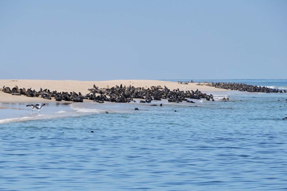 2011-11-16_10-32-50.jpg - Katamaran-Ausflug in Walvis Bay (Robbenkolonien auf den Sandbänken)