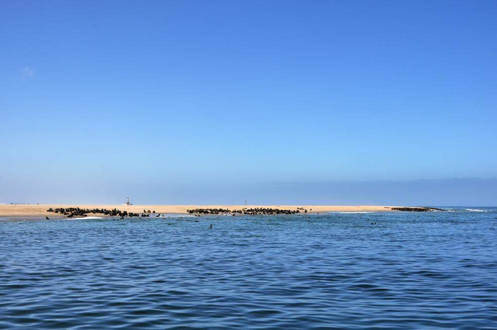 2011-11-16_10-34-12.jpg - Katamaran-Ausflug in Walvis Bay (Robbenkolonien auf den Sandbänken)