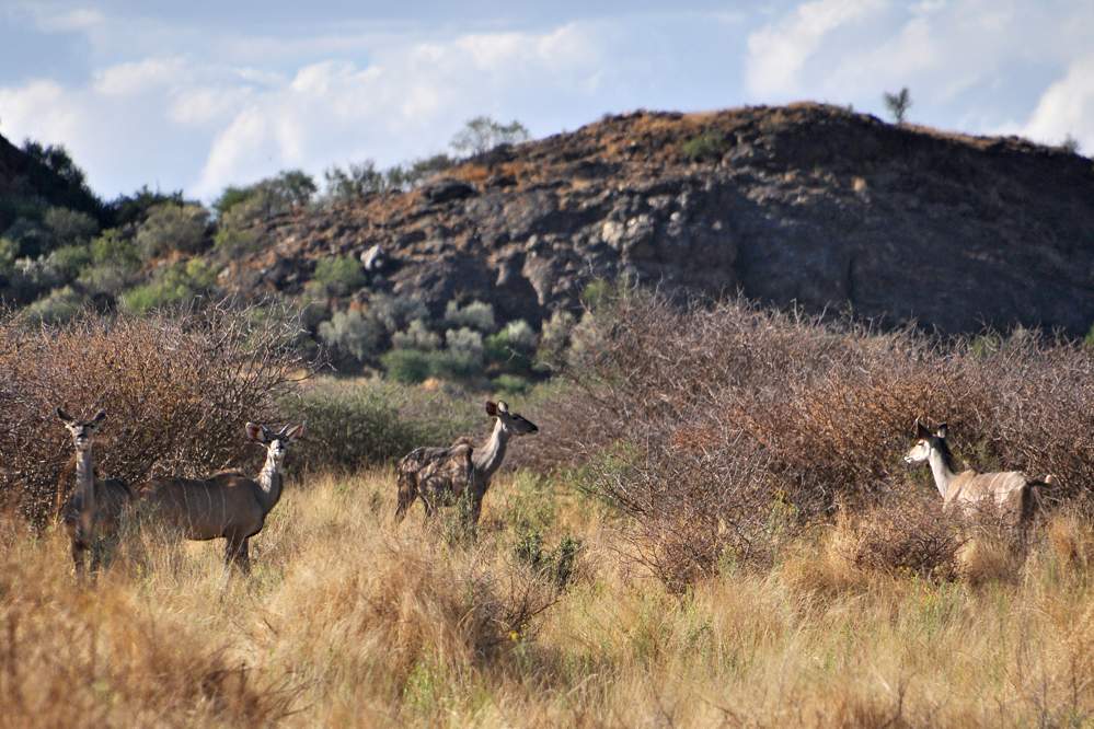 2011-11-24_17-25-06.jpg - Onjala Lodge - Abendsafari; Kudu-Weibchen