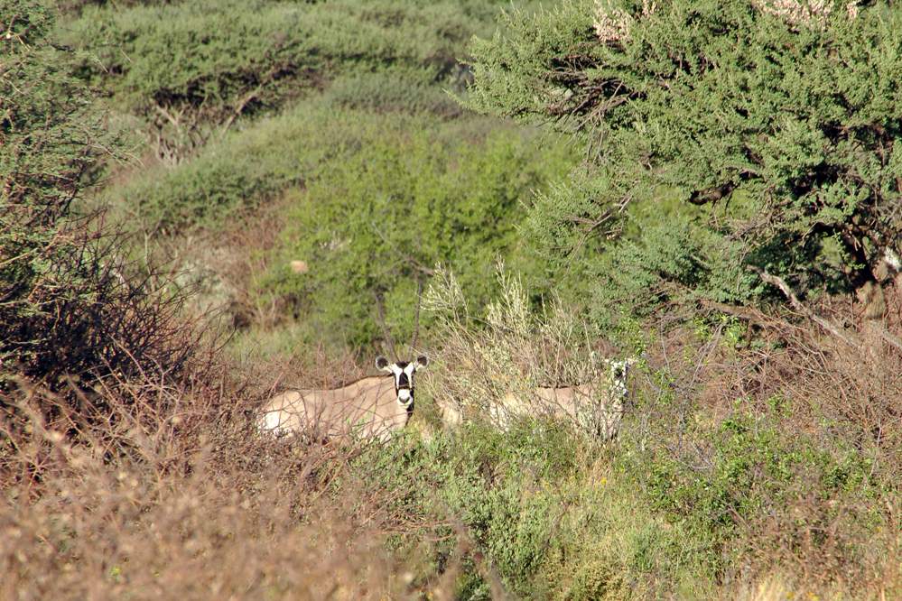 2011-11-24_18-27-28.jpg - Onjala Lodge - Abendsafari; Oryx