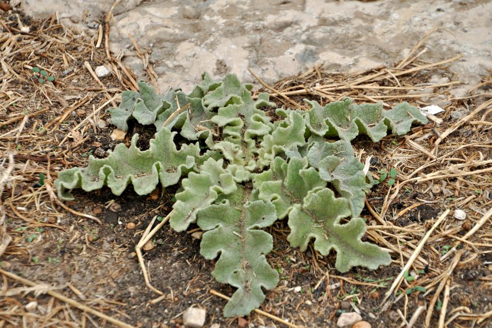 101012-125516.jpg - Apamea: Die Pflanze Agapanthus. deren Blattform für Kapitelle verwendet wurde.