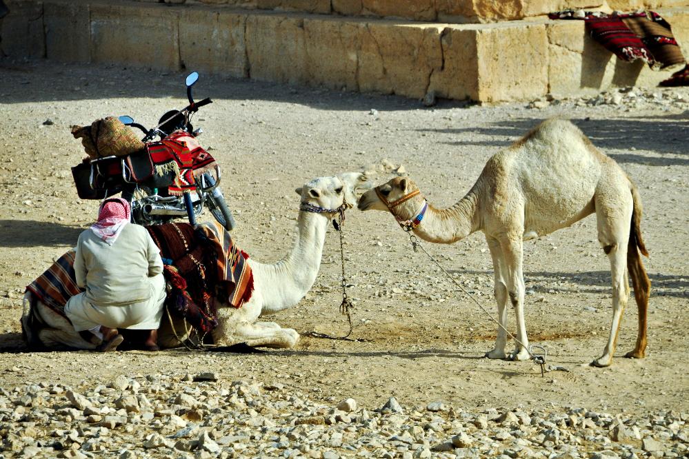 101014-085400.jpg - Palmyra: Begrüßung unter Kamelen