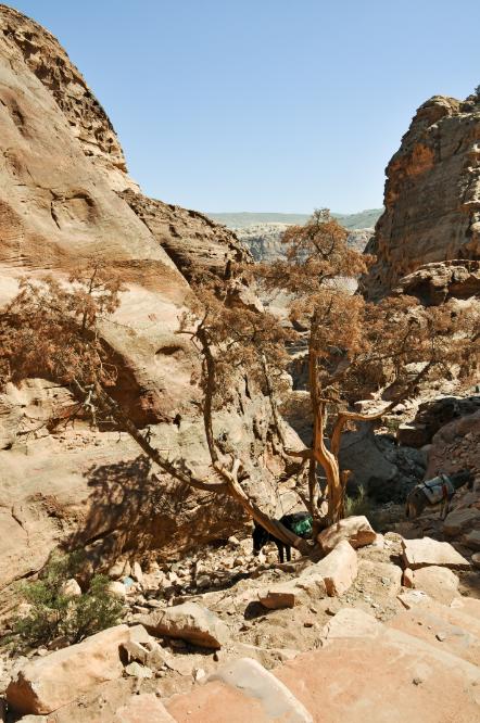 101020-125428.jpg - Petra: Ein Bergpfad führt durch das Wadi Kharareeb zum Grabtempel Ed-Deir.